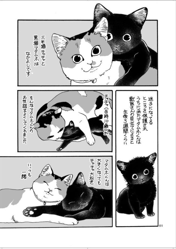 ねこと(乱痴気事虫所) - FANZA同人