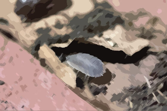 私の蟲姦遊び 20 話 妊娠中に5匹のワラジムシ編(シングルママの日常) - FANZA同人