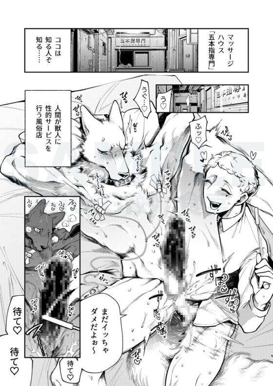 狼獣人、また人間風俗へ行く [GiGiGi妙] | DLsite がるまに