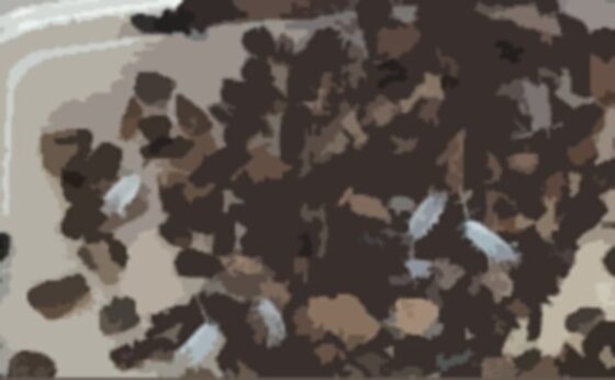 私の蟲姦遊び 20 話 妊娠中に5匹のワラジムシ編(シングルママの日常) - FANZA同人