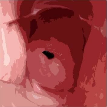 私の蟲姦遊び 第11話 妊娠中にカミキリ虫の幼虫とゴキブリの卵編 全編(シングルママの日常) - FANZA同人