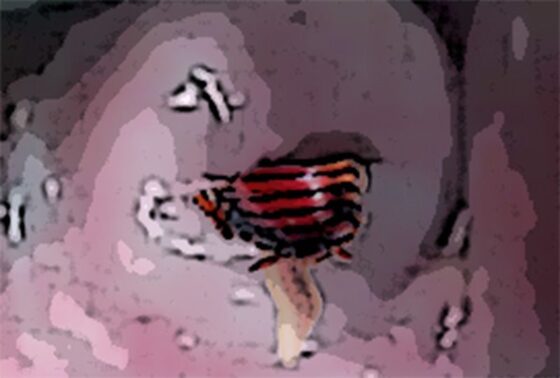 私の蟲姦遊び 19話 妊娠中に2匹のゴキブリの幼虫編(シングルママの日常) - FANZA同人